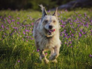 Bouvier des Ardennes