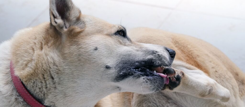 Chien se lèche les pattes jusqu'au sang