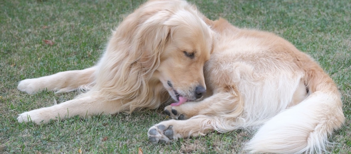 Mon chien se lèche les pattes