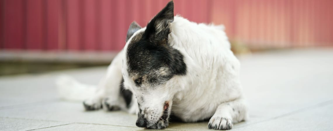 Mon chien se lèche les pattes