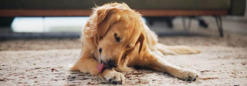 Mon chien se lèche les pattes