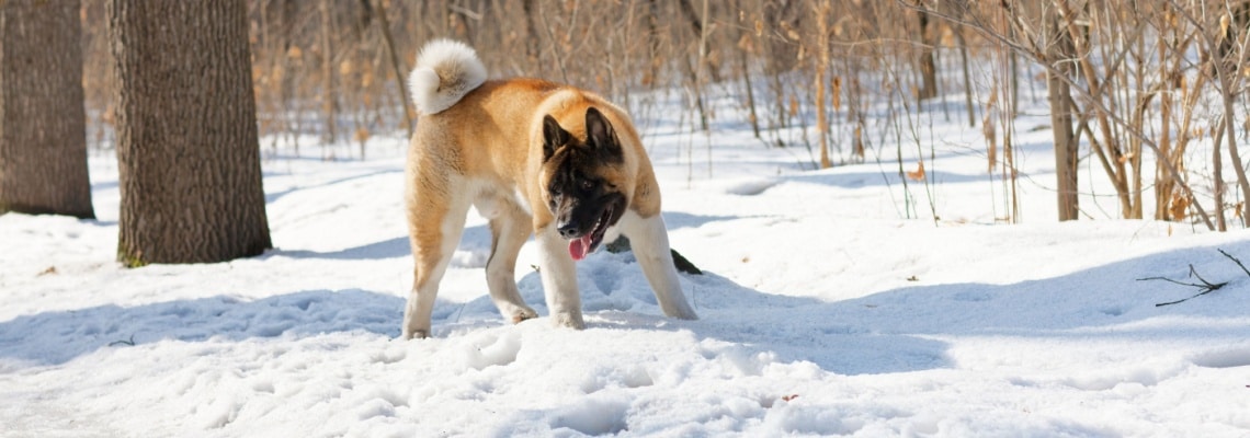 Akita américain