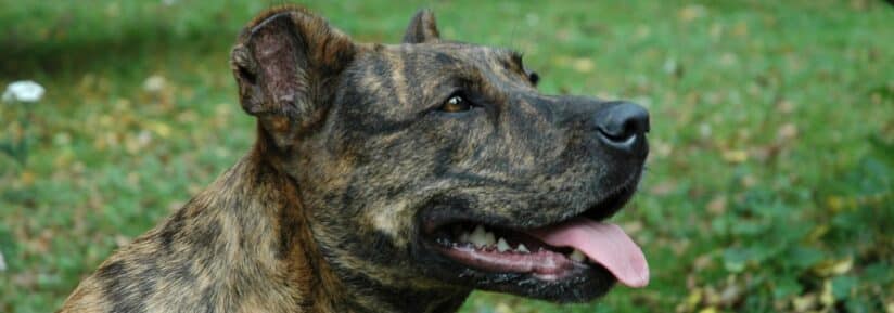 Chien de Castro Laboreiro