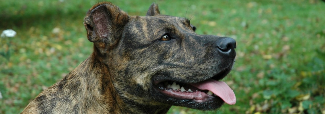 Chien de Castro Laboreiro
