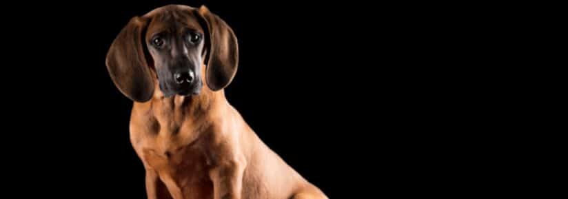 Chien rouge de Hanovre
