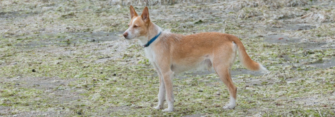 Podengo portugais
