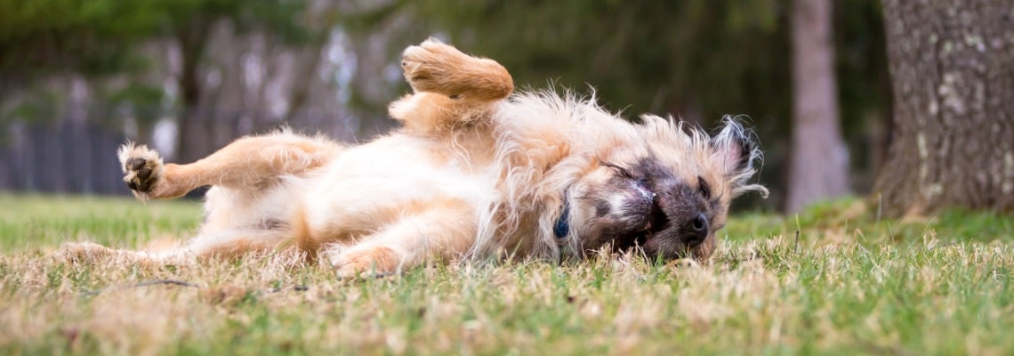 chien à loutre