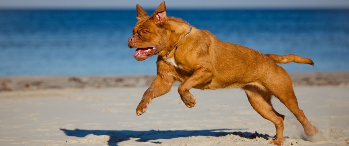 dogue de bordeaux