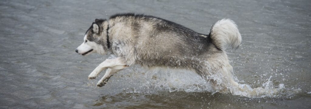 poids malamute de l'alaska