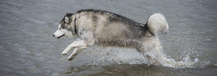 poids malamute de l'alaska