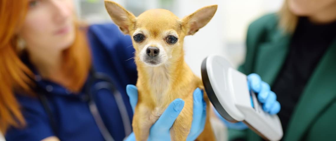 puce électronique chien