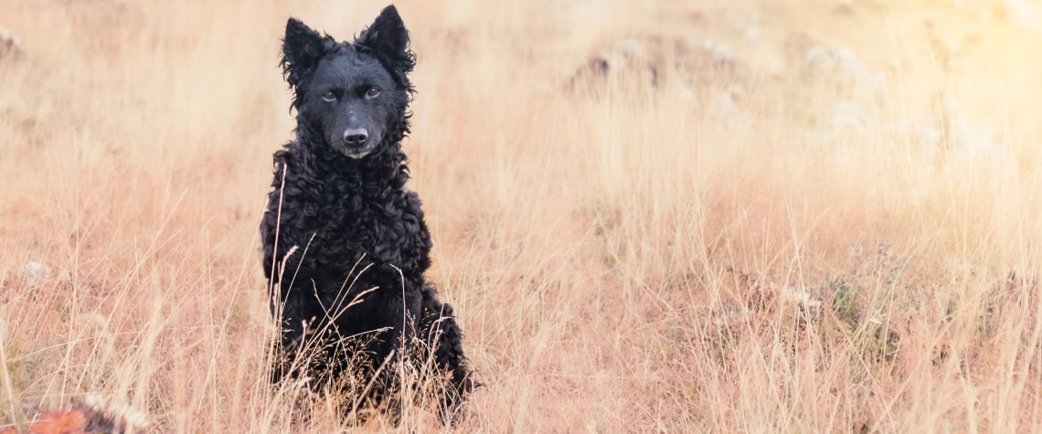 Chien de berger de Croatie