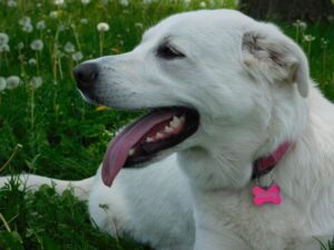 chien Akbash