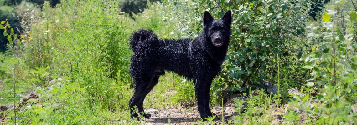 chien de berger de Croatie
