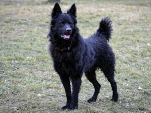 chien de berger de Croatie