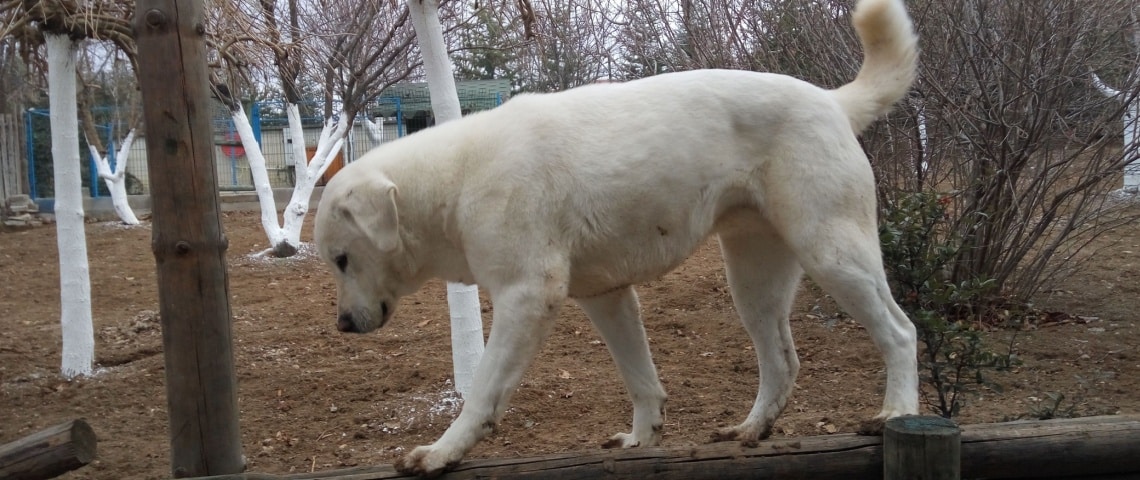 chien Akbash