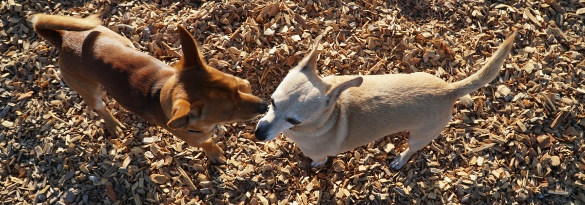 2 chiens Chiweenie