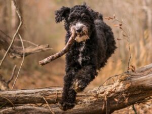 Aussiedoodle