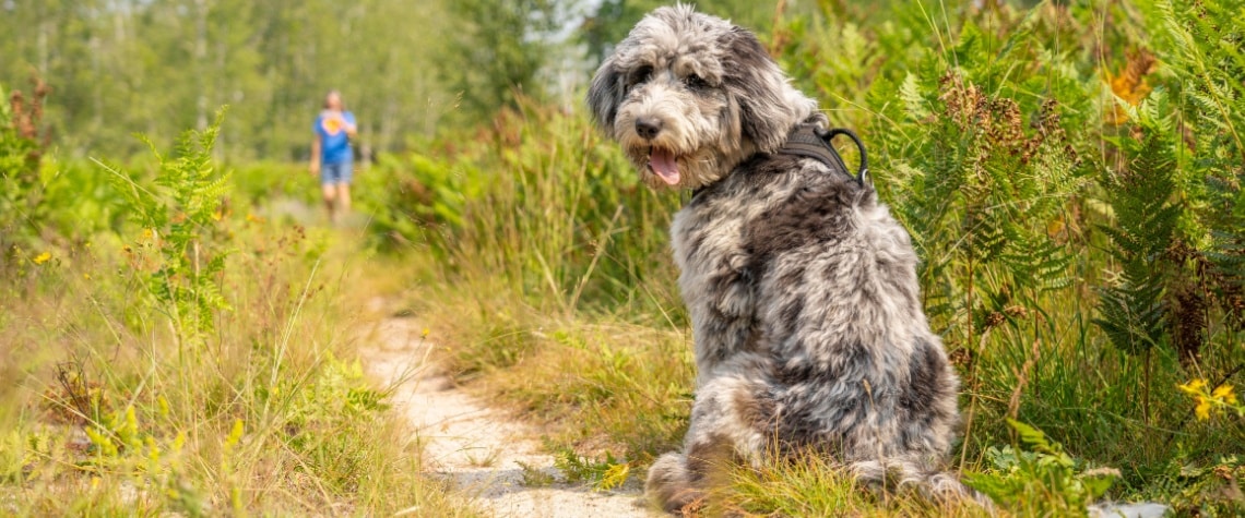Aussiedoodle