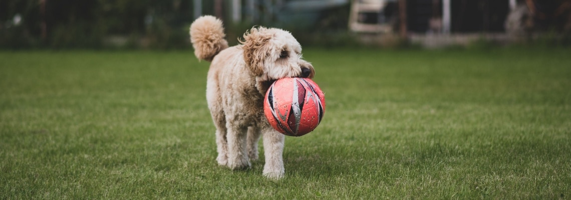 Aussiedoodle