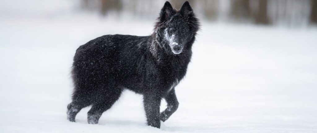 Berger Belge Groenendael