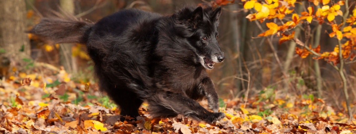 Berger Belge Groenendael