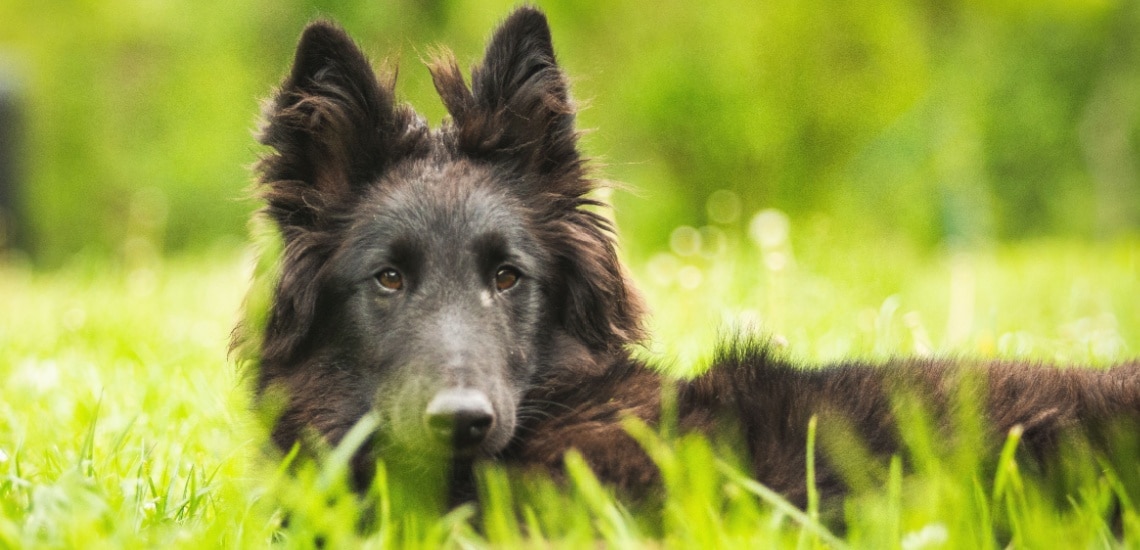Berger Belge Groenendael (4)