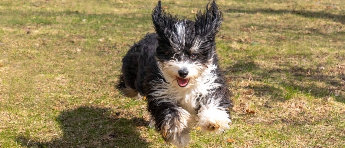 Bernedoodle