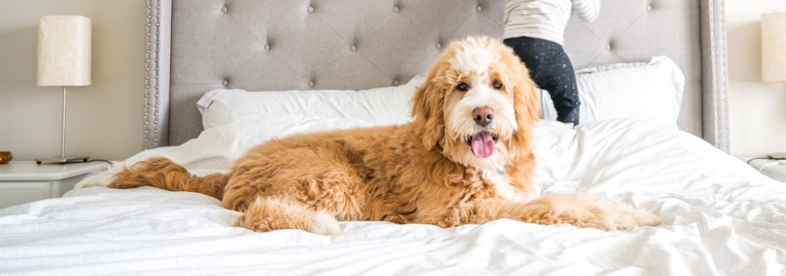 Bernedoodle