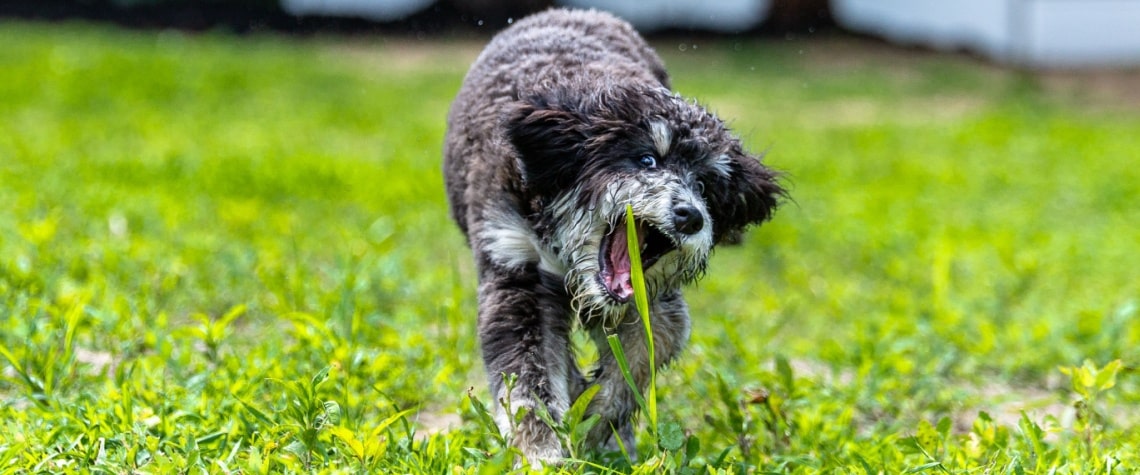 Bernedoodle
