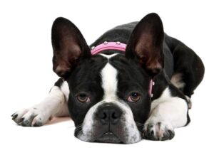 Boston Frenchie