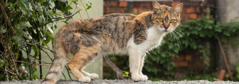 Brazilian Shorthair
