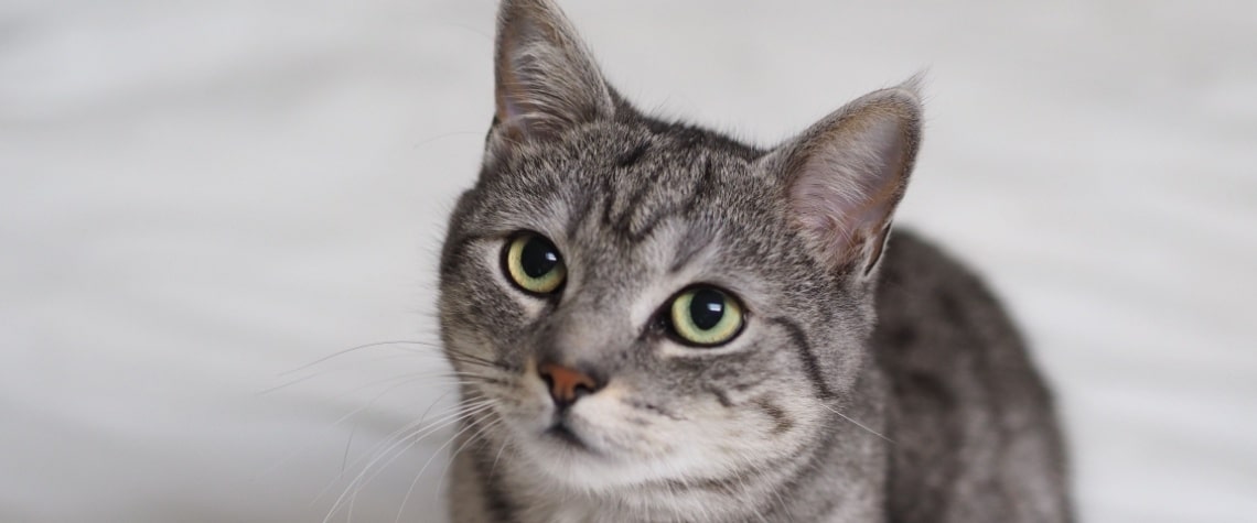 Brazilian Shorthair