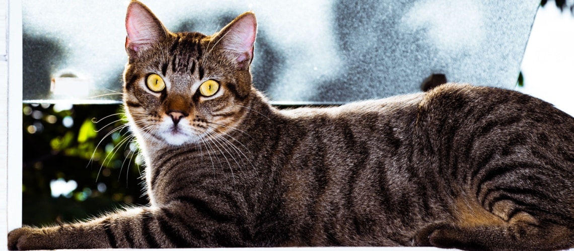 Brazilian Shorthair