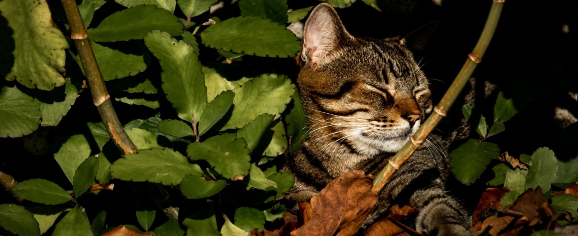Brazilian Shorthair