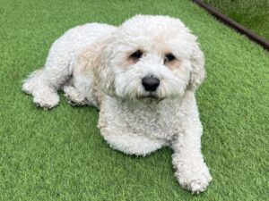 Cavachon
