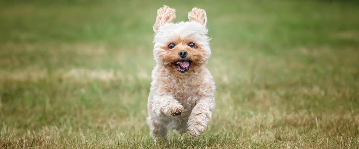Cavachon