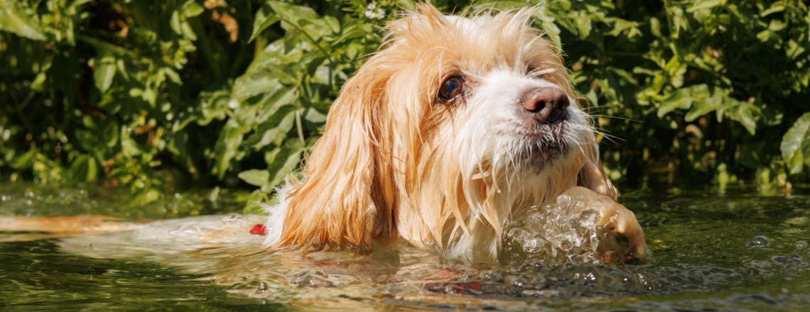 Cavachon