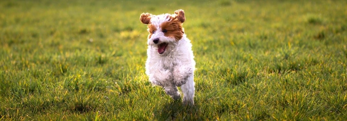 Cavachon