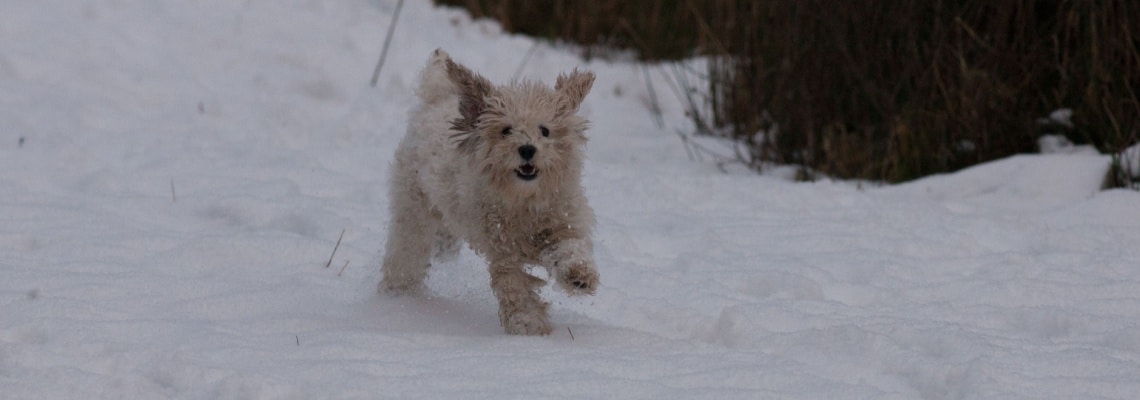 Cavachon