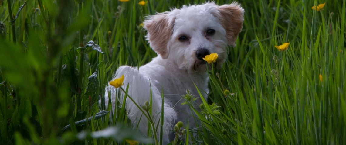 Cavachon