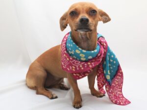 Chiweenie