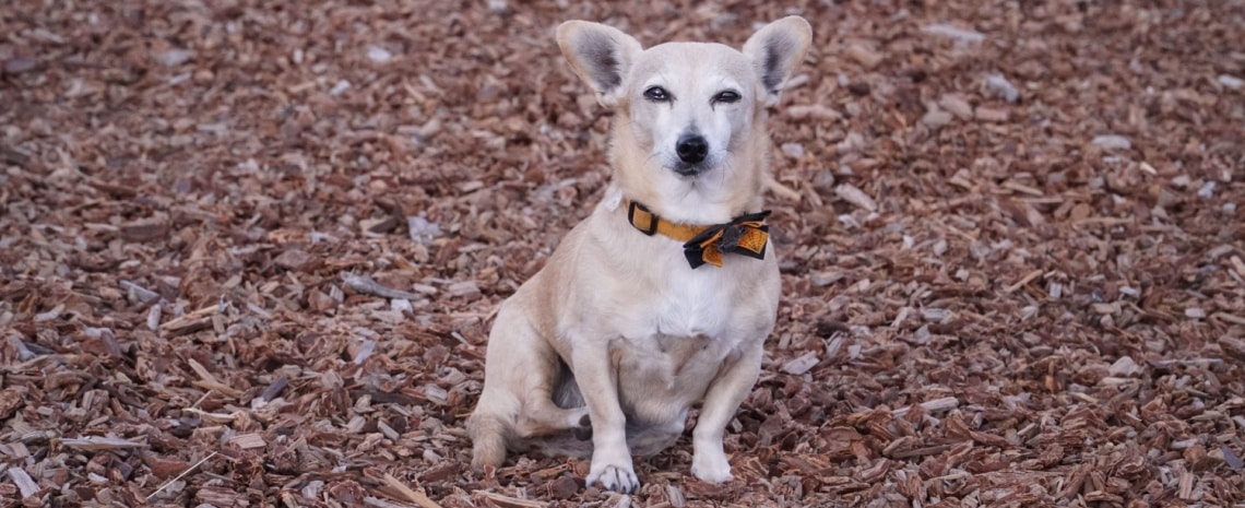 Chiweenie