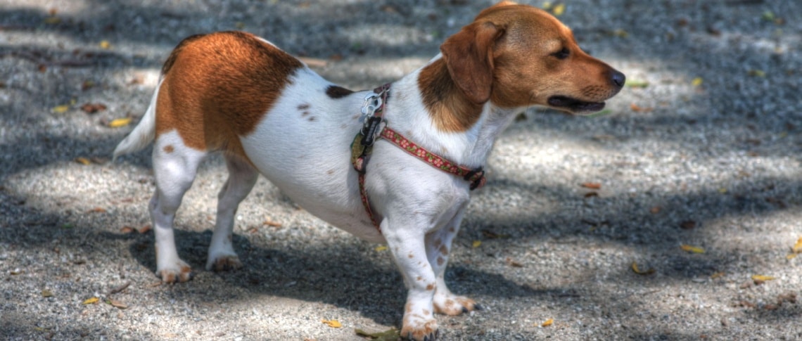 Chiweenie