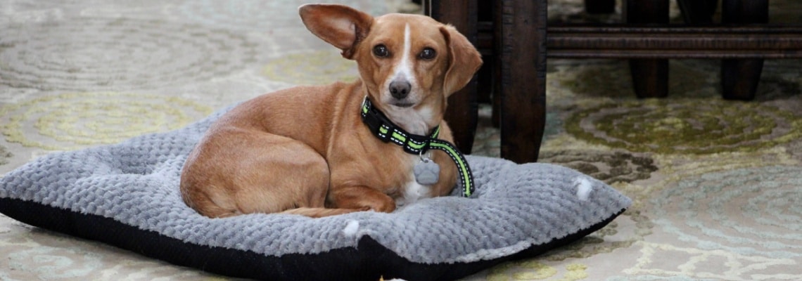 Chiweenie