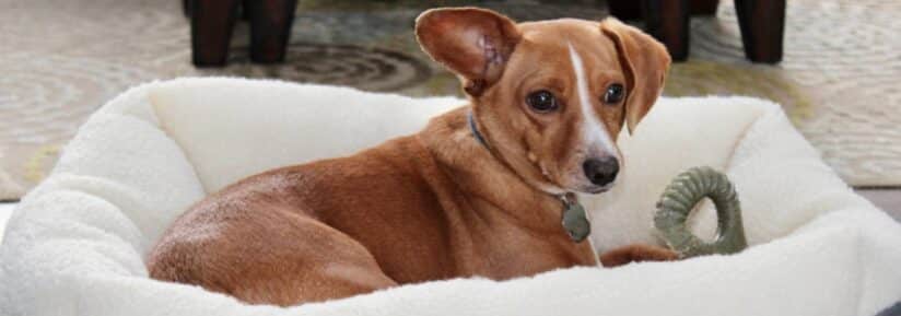 Chiweenie