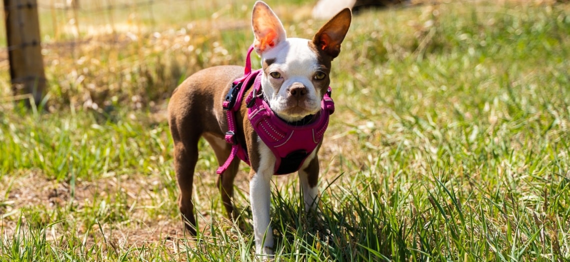 Frenchton