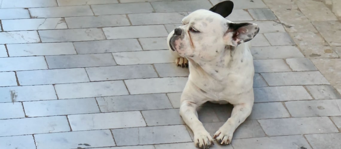 Frenchton