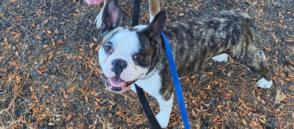 Frenchton
