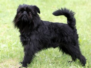 griffon belge